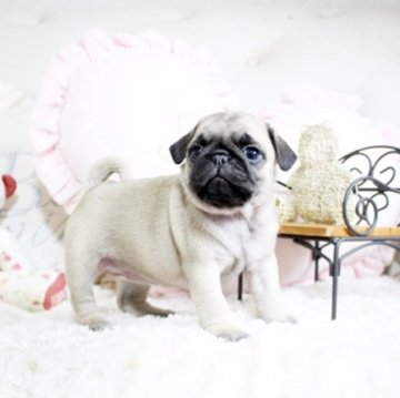 パグ【佐賀県・女の子・2022年12月30日・フォーン】の写真「DM発症しません。関東方面でのお迎えも可能です♪」