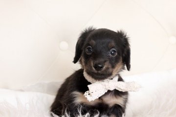 カニンヘンダックスフンド(ロング)【佐賀県・女の子・2014年1月15日・ブラッククリーム】の写真「」