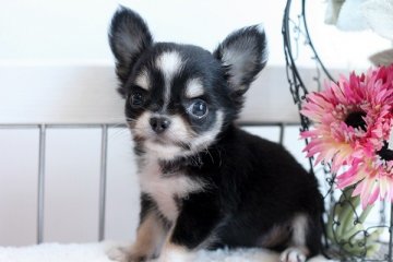 チワワ(ロング)【佐賀県・女の子・2013年7月21日・ブラッククリーム&ホワイト】の写真「しっぽふりふり、可愛い女の子です！」