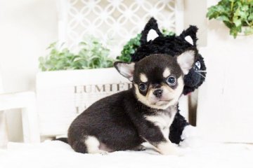 チワワ(スムース)【佐賀県・女の子・2017年8月19日・ブラックタン】の写真「スムース　　」