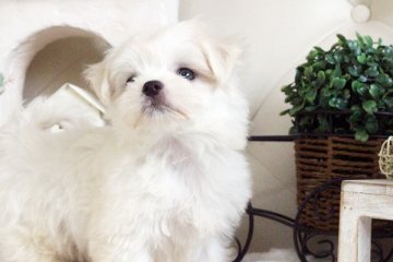マルチーズ【佐賀県・男の子・2016年7月22日・ホワイト】の写真「」
