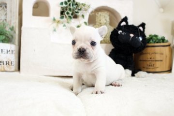 フレンチブルドッグ【佐賀県・女の子・2021年2月28日・クリーム】の写真「可愛いフレンチちゃん♪」