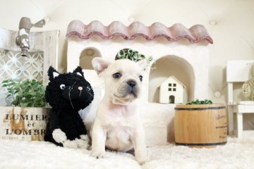 フレンチブルドッグ【佐賀県・男の子・2022年2月26日・クリーム】の写真「可愛いフレンチ君★DM発症しません。」