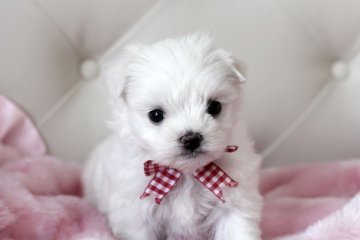 マルチーズ【佐賀県・男の子・2014年4月11日・ホワイト】の写真「」