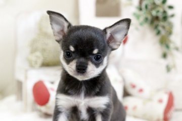 チワワ(スムース)【佐賀県・女の子・2020年5月9日・ブルークリーム】の写真「可愛い女の子♪」