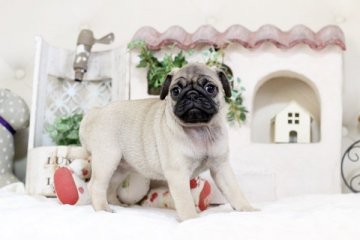 パグ【佐賀県・女の子・2019年1月31日・フォーン】の写真「ブサかわ(^-^)パグちゃん」