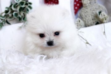 ポメラニアン【佐賀県・女の子・2013年12月25日・ホワイト】の写真「」