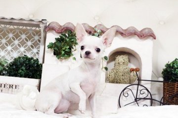 チワワ(スムース)【佐賀県・女の子・2017年5月26日・クリーム】の写真「スムース　　女の子」