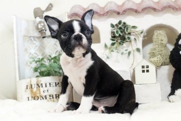 ボストンテリア【佐賀県・女の子・2020年8月28日・ボストンカラー】の写真「可愛いボストンちゃんです♪」