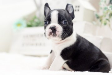 ボストンテリア【佐賀県・女の子・2016年8月6日・ボストンカラー】の写真「」