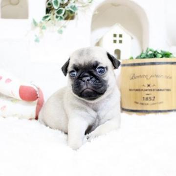 パグ【佐賀県・女の子・2022年5月23日・フォーン】の写真「ぶさかわパグちゃん★」