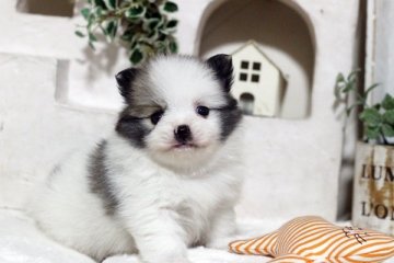 ポメラニアン×チワワ【佐賀県・男の子・2020年5月20日・パーティー】の写真「イケメンMix君♪」