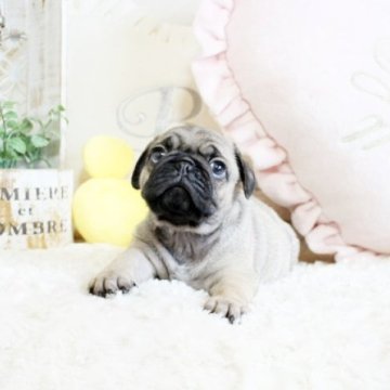 パグ【佐賀県・男の子・2022年12月31日・フォーン】の写真「DM発症しません。関東方面でのお迎えも可能です♪」