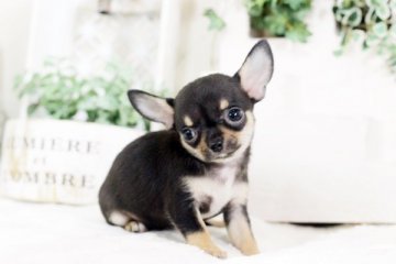 チワワ(スムース)【佐賀県・女の子・2018年6月27日・ブラックタン】の写真「可愛いチワワちゃん」