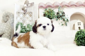 シーズー【佐賀県・女の子・2019年7月31日・ゴールド&ホワイト】の写真「かわいいシーズーちゃん」