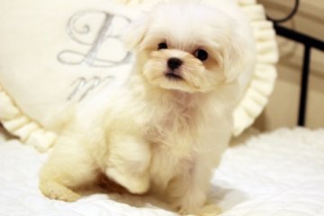 マルチーズ【佐賀県・女の子・2016年6月4日・ホワイト】の写真「あんよも短く、お鼻も短かめです。」
