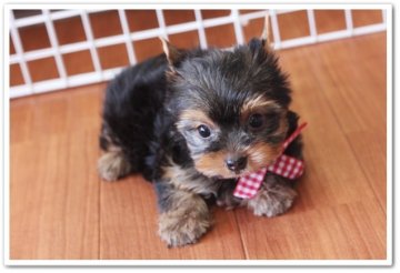 ヨークシャーテリア【佐賀県・女の子・2012年11月24日・スティールブルー&タン】の写真「」
