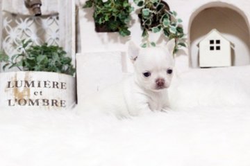 チワワ(スムース)【佐賀県・女の子・2019年3月14日・クリーム】の写真「可愛いチワワちゃん」