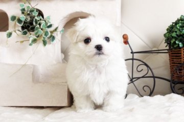 マルチーズ【佐賀県・男の子・2016年10月10日・ホワイト】の写真「」