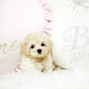 マルプー【佐賀県・男の子・2023年5月3日・クリーム】の写真「元気なマルプーちゃん★関東方面のお迎えも可能です♪」