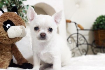 チワワ(スムース)【佐賀県・女の子・2018年10月10日・ホワイト】の写真「可愛いチワワちゃん」