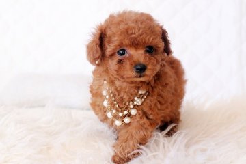 トイプードル(トイ)【佐賀県・女の子・2013年12月11日・レッド】の写真「」