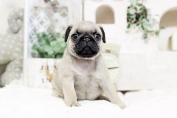 パグ【佐賀県・女の子・2019年9月18日・フォーン】の写真「可愛いお顔のパグちゃん」