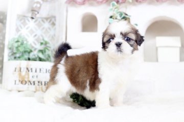 シーズー【佐賀県・女の子・2020年1月29日・ゴールド&ホワイト】の写真「かわいいシーズーちゃん」