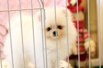 ポメラニアン【佐賀県・男の子・2013年10月14日・ホワイト】の写真「雪のような子です」