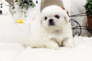 ペキニーズ【佐賀県・女の子・2016年8月31日・ホワイト】の写真「」