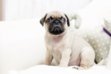 パグ【佐賀県・男の子・2016年6月6日・フォーン】の写真「」