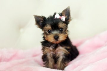 ヨークシャーテリア【佐賀県・女の子・2014年6月4日・スティールブルー&タン(小振り)】の写真「」