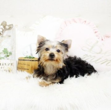 ヨークシャーテリア【佐賀県・女の子・2023年11月26日・スティールブルー&タン】の写真「可愛いヨーキーちゃん♪PRA発症しません。」