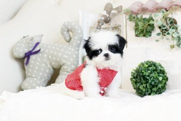 マルチーズ×狆(ちん)【佐賀県・女の子・2019年6月11日・白黒】の写真「Mix　マルチーズ×狆(ちん)」