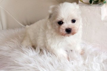 マルチーズ【佐賀県・女の子・2015年1月26日・ホワイト】の写真「」