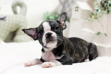 ボストンテリア【佐賀県・男の子・2016年6月30日・ボストンカラー】の写真「」