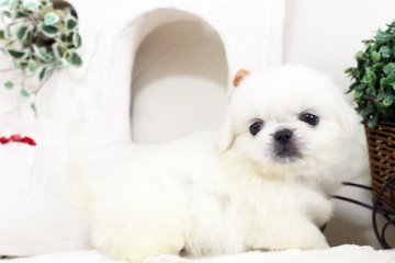 ペキニーズ【佐賀県・女の子・2016年8月31日・ホワイト】の写真「」
