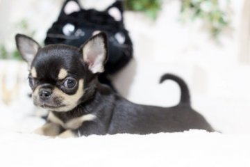 チワワ(スムース)【佐賀県・男の子・2018年10月6日・ブラックタン】の写真「可愛いチワワちゃん」