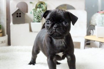 パグ【佐賀県・女の子・2015年8月14日・ブラック】の写真「」