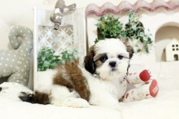 シーズー【佐賀県・女の子・2019年7月31日・ゴールド&ホワイト】の写真「かわいいシーズーちゃん」