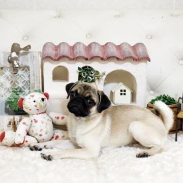 パグ【佐賀県・女の子・2022年5月23日・フォーン】の写真「ぶさかわパグちゃん★関東方面でのお迎えも可能です♪」