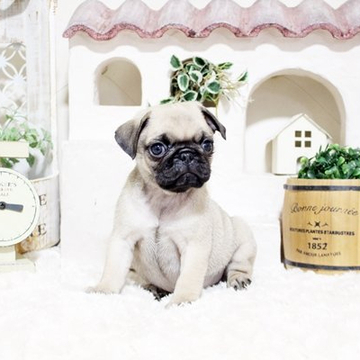 パグ【佐賀県・女の子・2022年5月3日・フォーン】の写真「ぶさかわパグちゃん★」