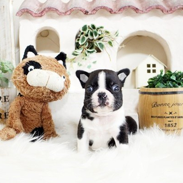 ボストンテリア【佐賀県・男の子・2022年5月6日・ボストンカラー】の写真「可愛いボストン君★」