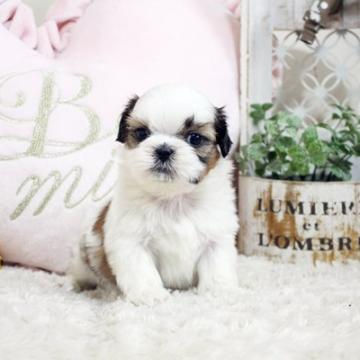 シーズー【佐賀県・女の子・2022年10月16日・ホワイト&ゴールド】の写真「可愛いシーズーちゃん★関東方面でのお迎えも可能です」