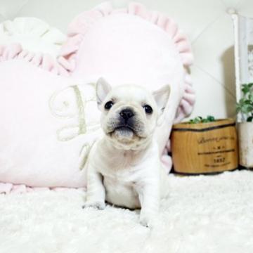 フレンチブルドッグ【佐賀県・女の子・2022年10月18日・クリーム】の写真「ムチムチフレンチちゃん♥関東方面でのお迎え可能！」