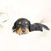 カニンヘンダックスフンド(ワイアー)【佐賀県・女の子・2023年9月13日・ブラックタン】の写真1