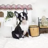 ボストンテリア【佐賀県・男の子・2022年5月27日・ボストンカラー】の写真1