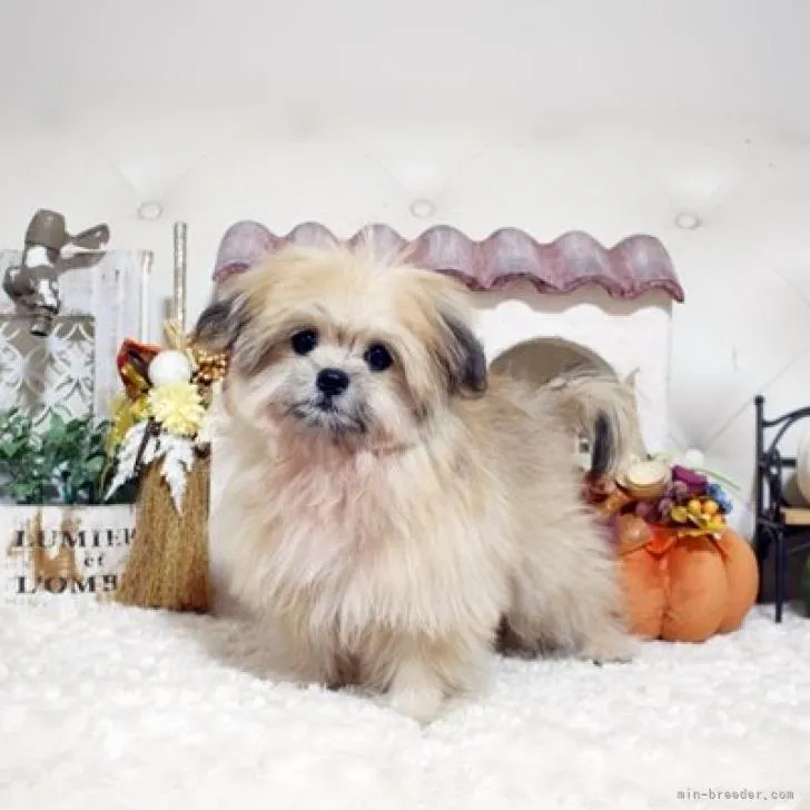 ID：2208-00689の子犬