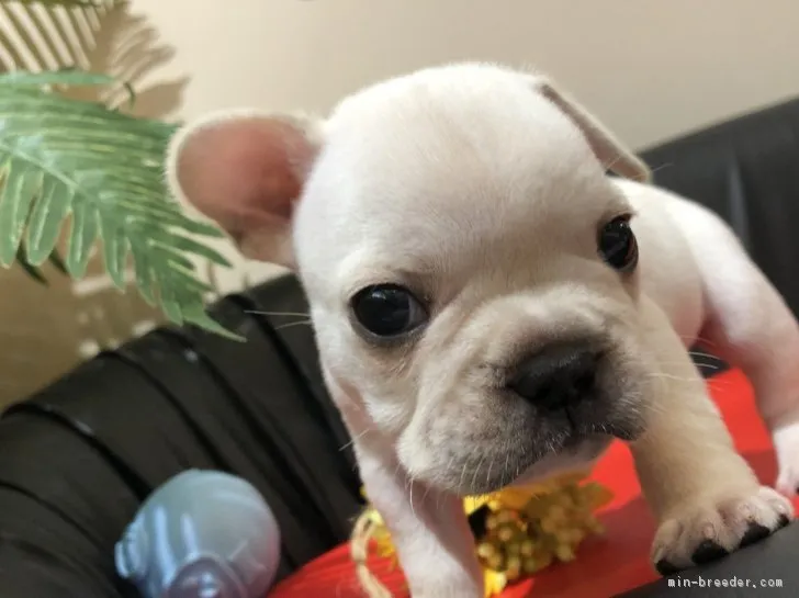 ID：1807-00736の子犬