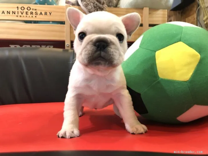 ID：2001-02095の子犬